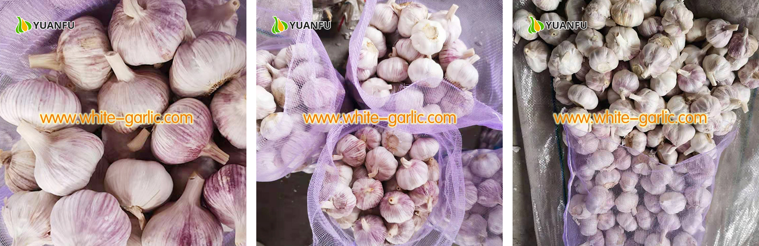 garlic suppliers